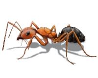 Best Ants Removal Brisbane image 1